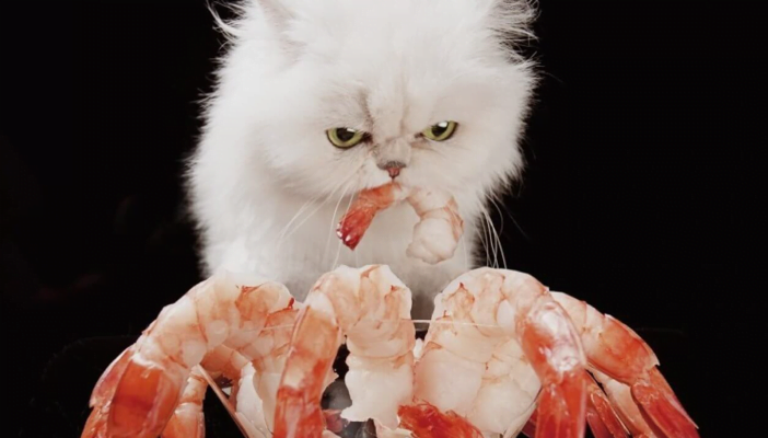 mèo thích ăn gì nhất- mèo thích hải sản hay không