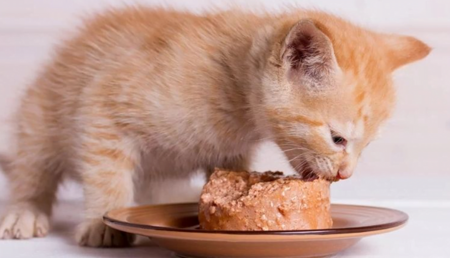 Mèo thích ăn gì