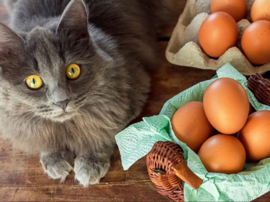 mèo thích ăn trứng