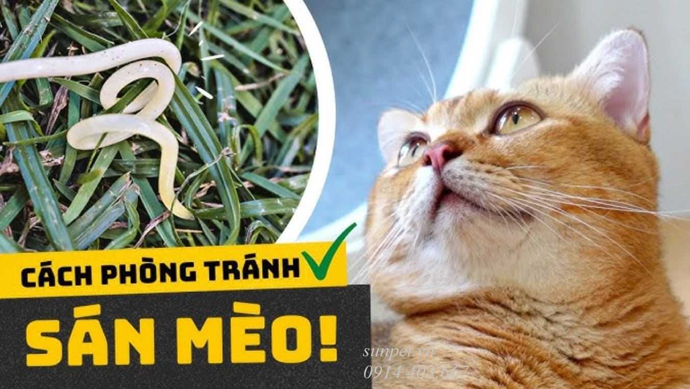 Trứng sán mèo và nguy cơ lây nhiễm cho người