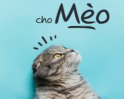 ảnh đại diện - danh mục sản phẩm