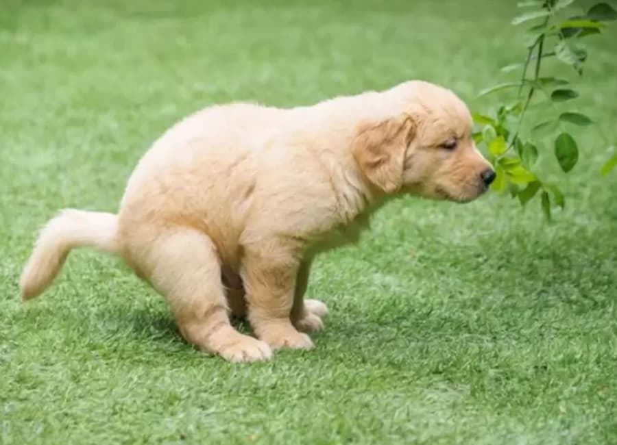 Làm gì khi chó bị tiêu chảy