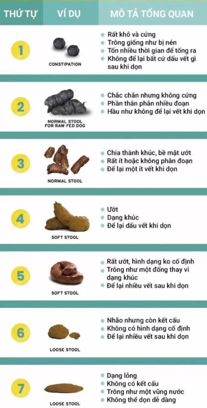Làm gì khi chó bị tiêu chảy 3 Làm gì khi chó bị tiêu chảy
